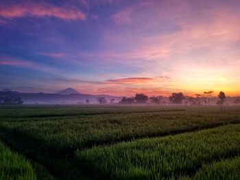 Scenic view of field against sky during sunrise