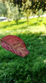Close-up of a dry leaf on field