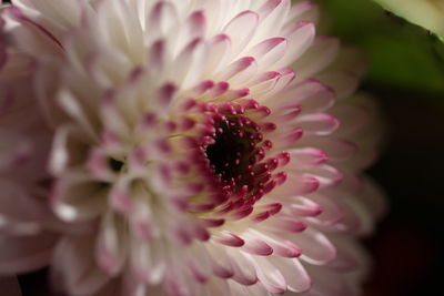 Close-up of pink flower