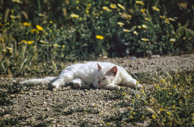 Cat resting on a field