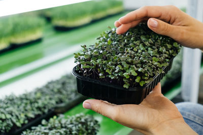 Woman holding box with microgreen indoor vertical farm close-up of vegetarian fresh food microgreens