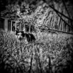 Horse grazing on field