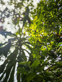 Low angle view of tree against sky