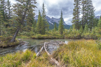 Scenic view of lake by trees in forest against sky