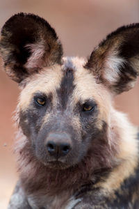 Close-up portrait of dog looking at camera