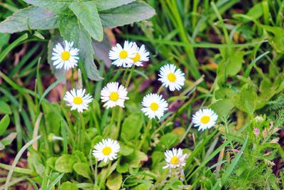 flowering plant