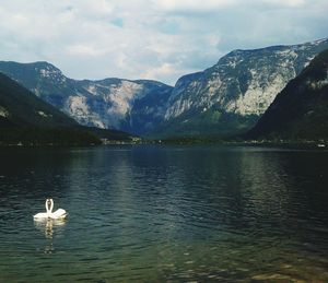 View of birds in lake against mountains