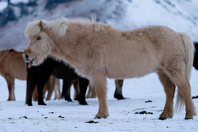 Iceland horse, equus caballus, traditional horse from the icelandic island
