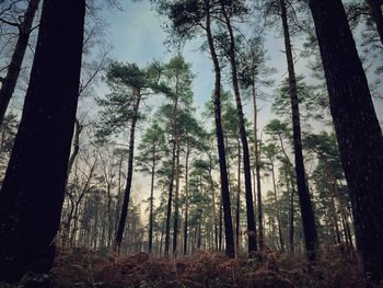 Low angle view of trees in forest against sky