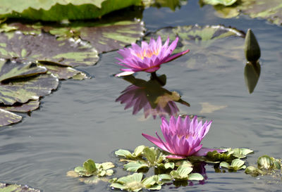 Close-up of pink water lily in lake