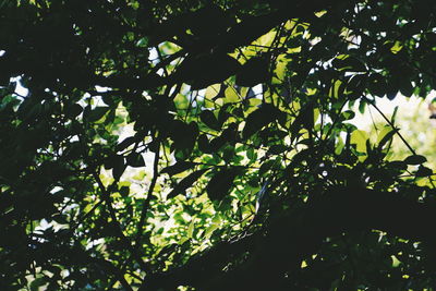 Low angle view of tree