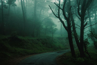 Road amidst trees in forest