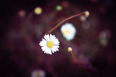 Close-up of white flowering plant