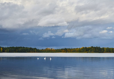 Swans fishing with their heads in the water on lake in autumn.