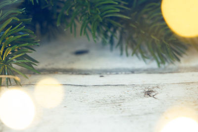 Close-up of plants against trees