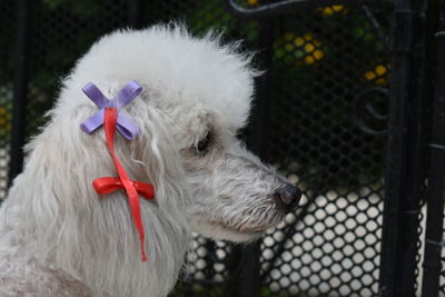 Close-up of dog