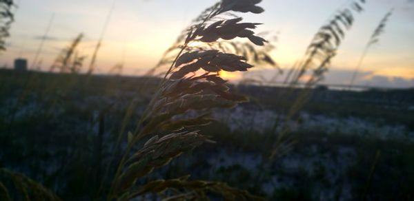 Close-up of stalks against sunset