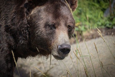 Close-up of a bear