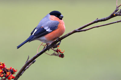 Close-up of bird perching on branch