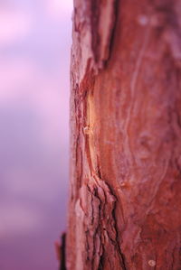 Close-up of tree trunk against blurred background