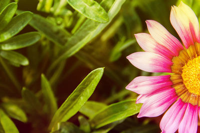 Close-up of pink flower