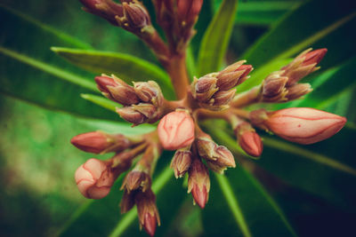 Close-up of wilted flower plant