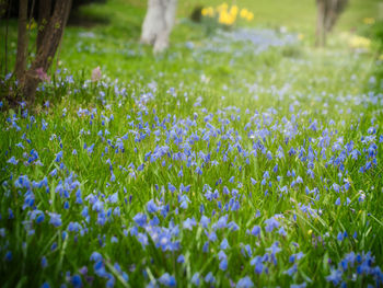 Close-up of white flowering plants on field