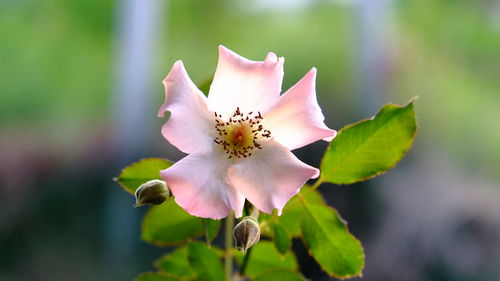 Close-up of pink flowering plant