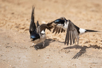 Close-up of birds on sand