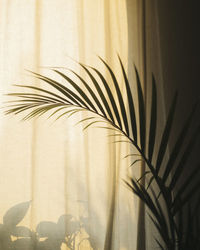 Close-up of palm leaves against curtain at home 