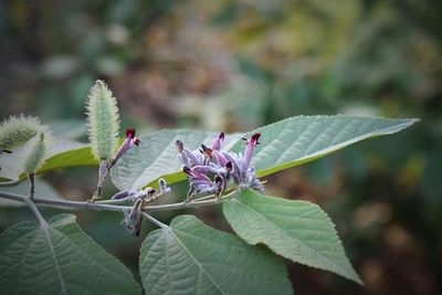 Close-up of butterfly on plant