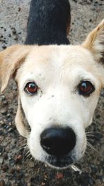 Close-up portrait of dog