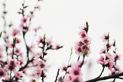 Close-up of pink cherry blossom