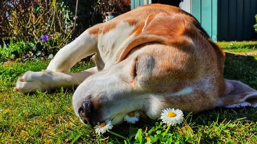 View of a dog relaxing on field