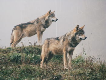 Side view of wolves standing on land