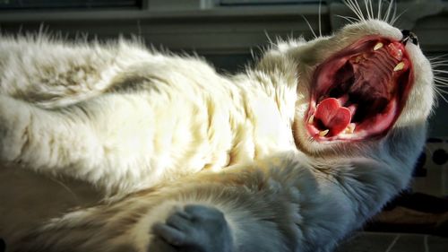 Close-up of cat yawning at home