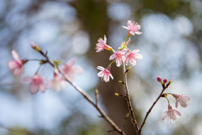 Close-up of pink flowers on tree