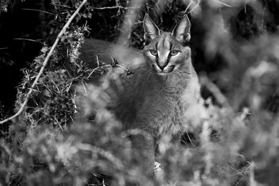 View of a cat on field