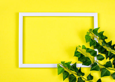 Close-up of yellow potted plant against wall