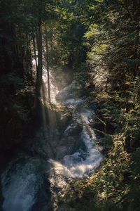 Scenic view of waterfall in forest