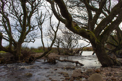 Scenic view of river in forest