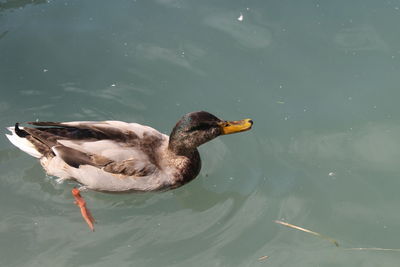 High angle view of duck swimming in lake