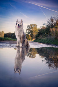 Dog standing in lake