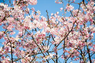 Low angle view of cherry blossoms against sky