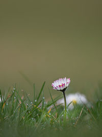 Close-up of pink flowering plant on field