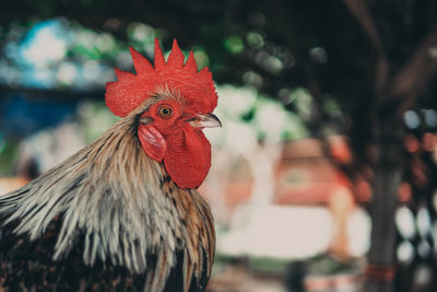 Profile view of rooster against tree