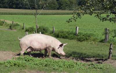 Pig grazing on field