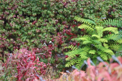 Full frame shot of pink flowers growing in garden