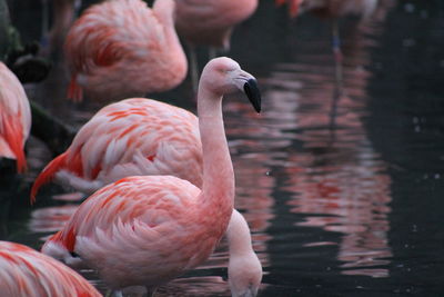 Close-up of birds in lake