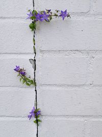 Close-up of plant against wall